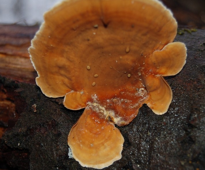 Funghi del 14 gennaio.